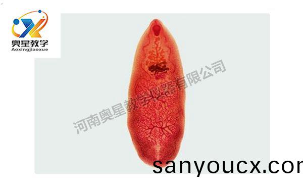 佈氏薑片蟲裝片