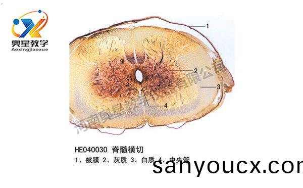 脊髓橫切