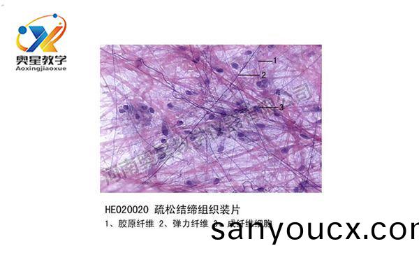 疎鬆結締組織