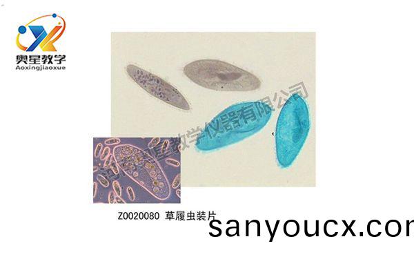 草履(lv)蟲