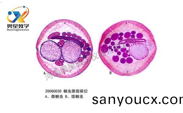 蜖蟲雌雄(xiong)橫切