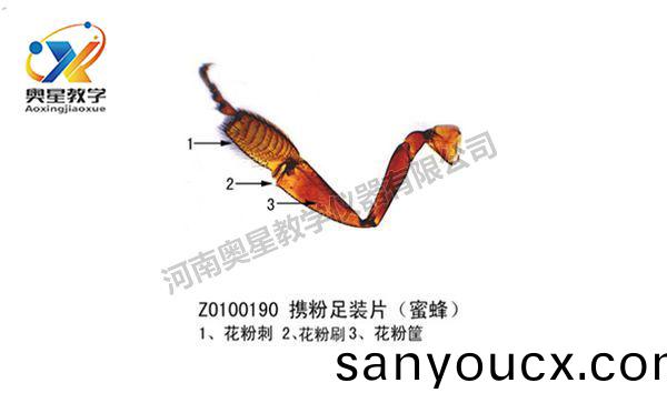 蜜蜂足