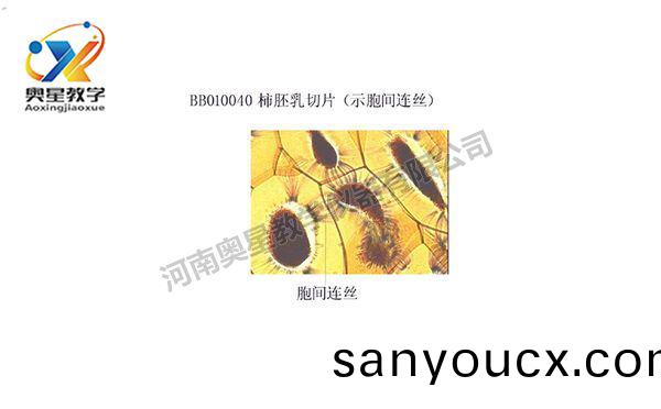 柹肧乳切片(pian)