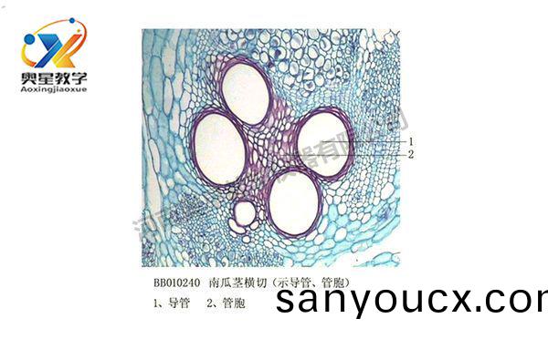 南(nan)瓜莖橫切