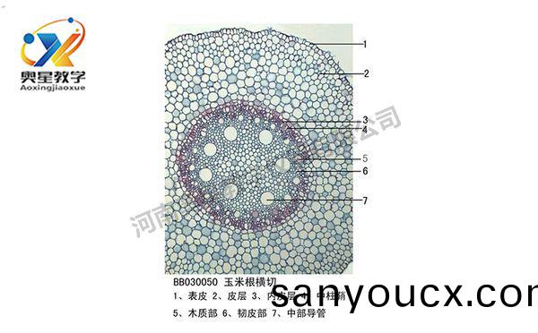 玉米根橫切