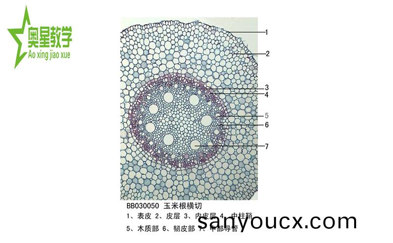生(sheng)物切片的製作步驟