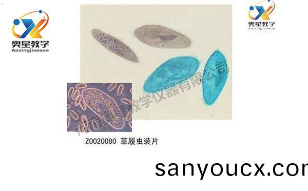 動物學切(qie)片