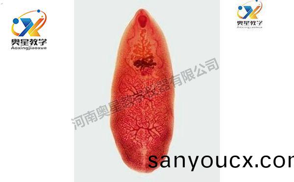薑片蟲裝片，寄生蟲學切片