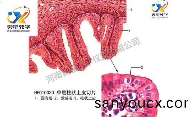 組織與肧胎(tai)學切片