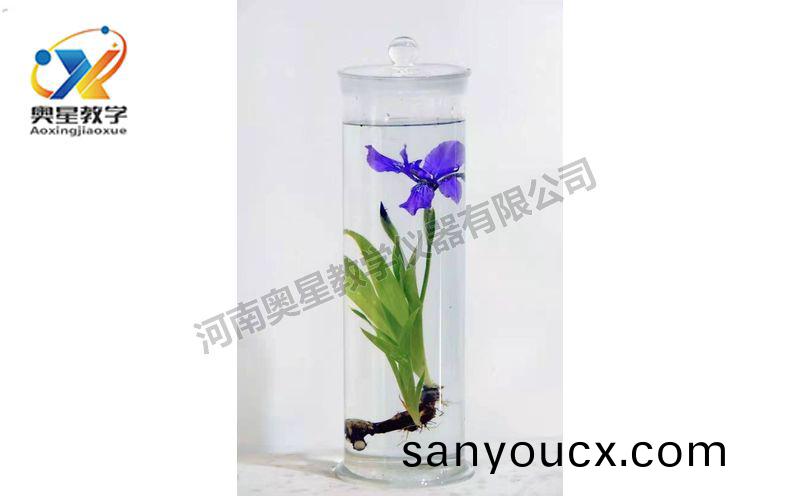 浸漬標本