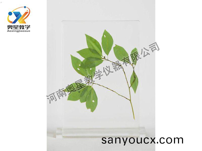 琥(hu)珀標(biao)本