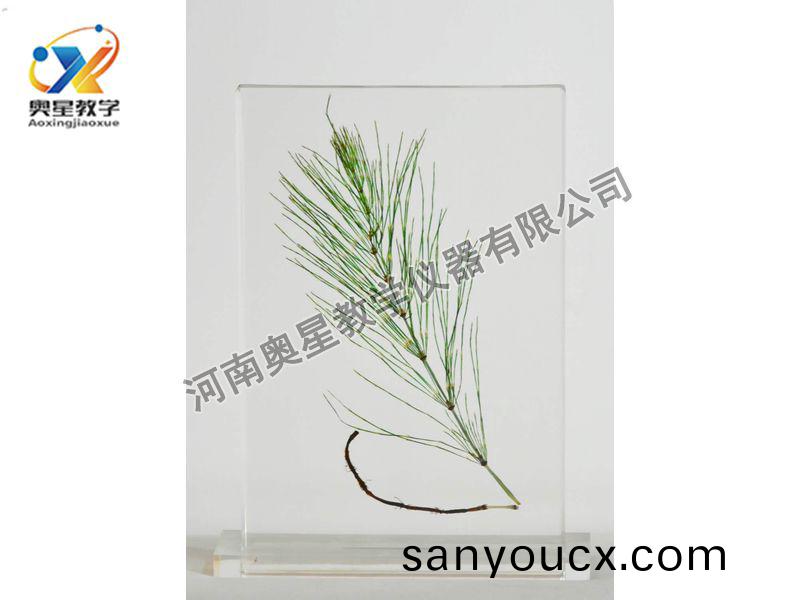 琥珀標本