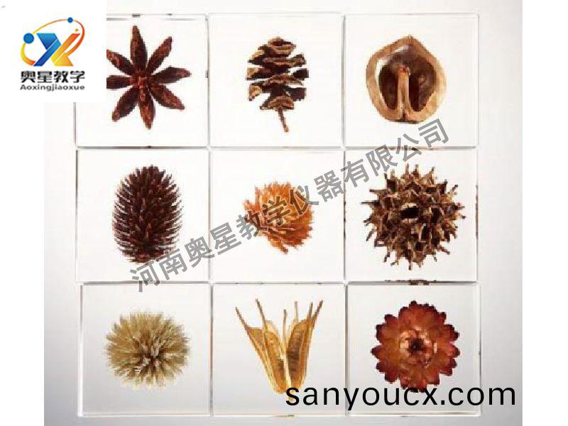 琥珀(po)標本
