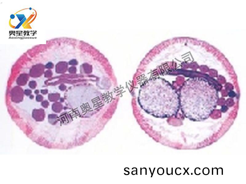 蜖(hui)蟲(chong)雌雄橫切原(yuan)圖