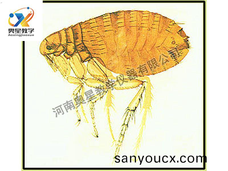 蚤成蟲裝(zhuang)片原圖