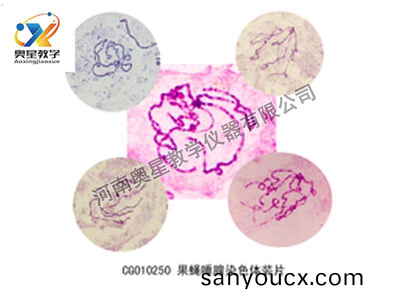 菓蠅唾腺染色體