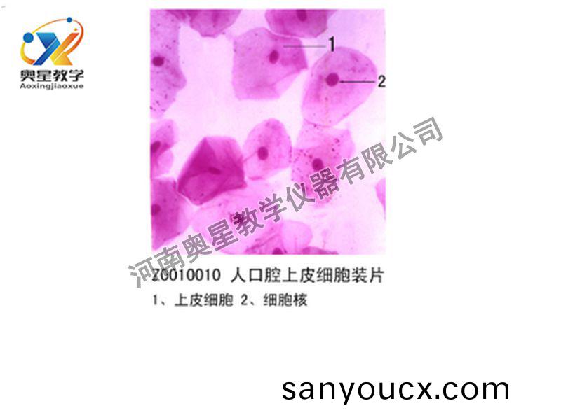 人口腔上皮細胞裝片(pian)
