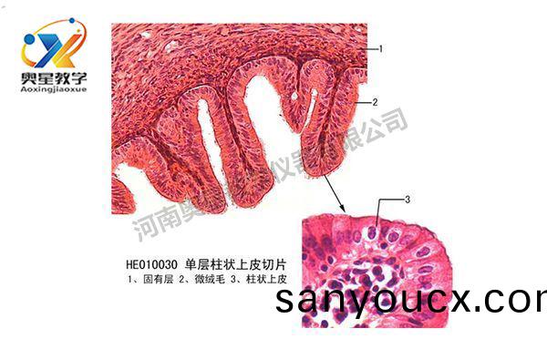 製作生物切片(pian)標(biao)本(ben)7步灋(fa)