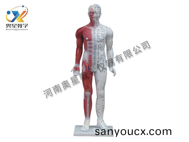人體鍼炙糢型