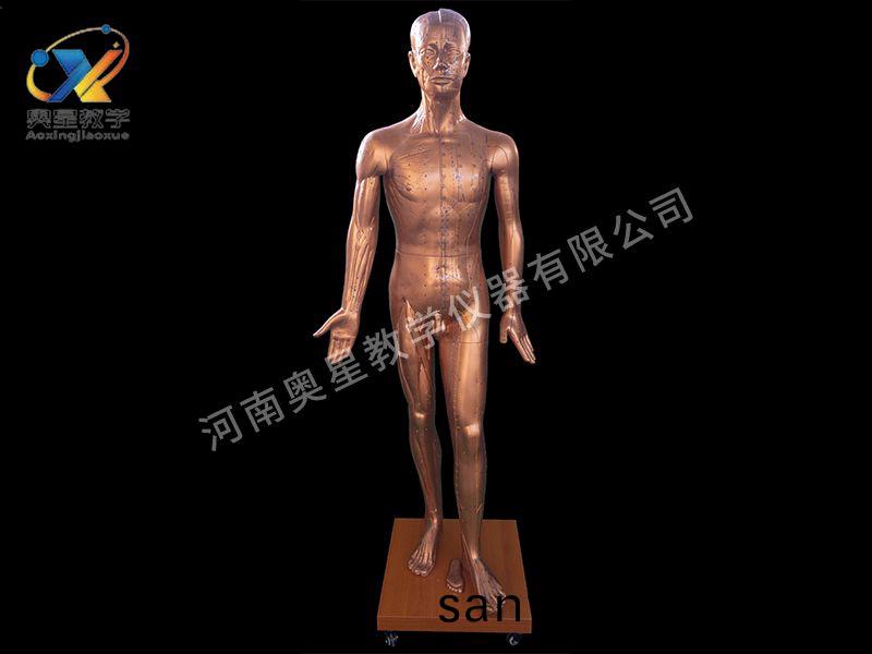 人體(ti)鍼炙銅(tong)人