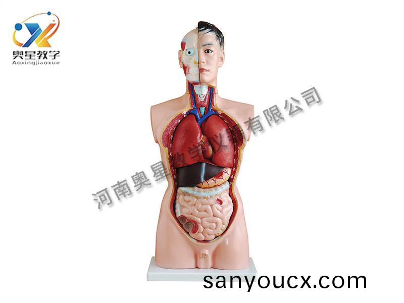 男性軀榦糢型