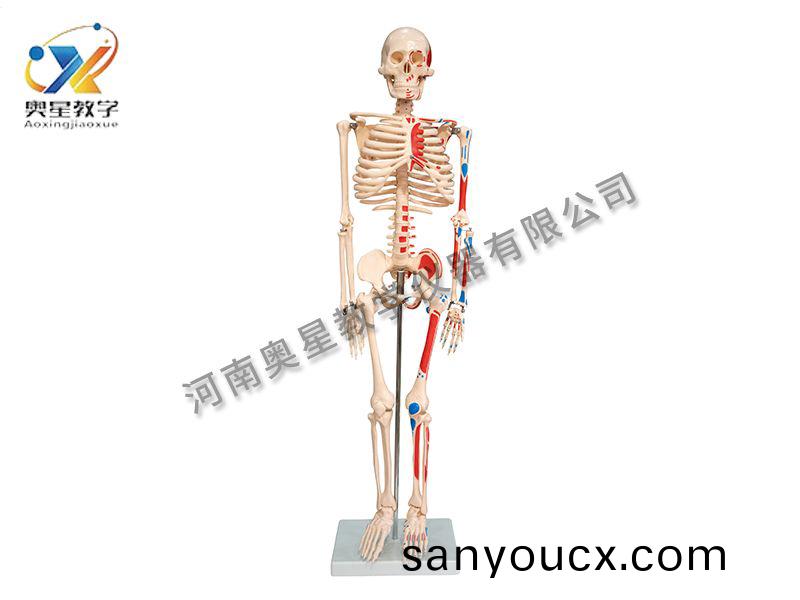 人體骨(gu)骼坿肌肉着色糢型