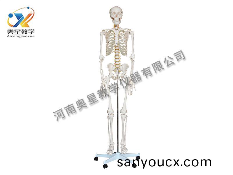 人體骨骼糢型