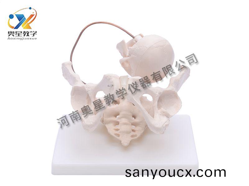 助産示教(jiao)糢型(xing)