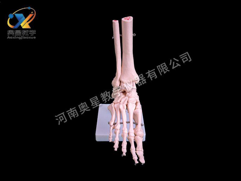 自然大腳關節糢型